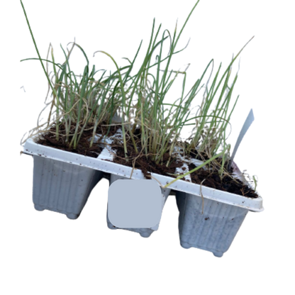 Onion Australian Brown - 6 Pack Seedling Tray