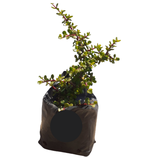 Portulacaria Afra  (Spekboom)