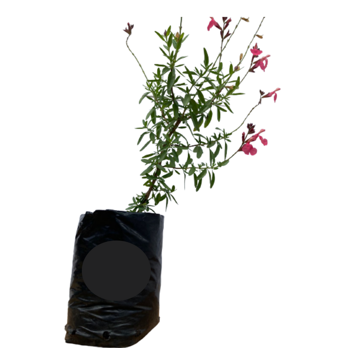 Salvia