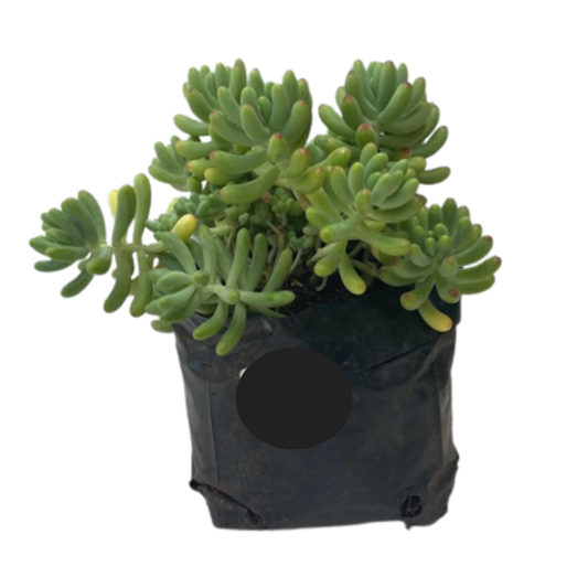 Sedum Rubrotinctum - Jelly Bean Succulent - Various Sizes