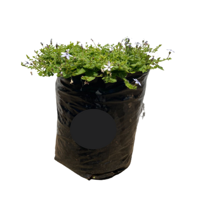 Pratia Pedunculata (Pratia Blue) - Various