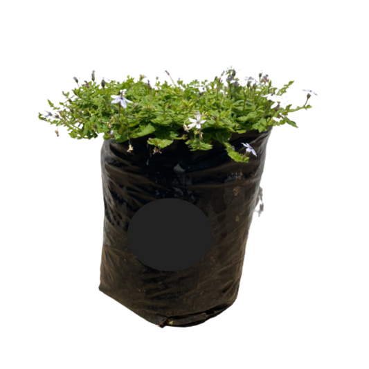 Pratia Pedunculata (Pratia Blue) - Various
