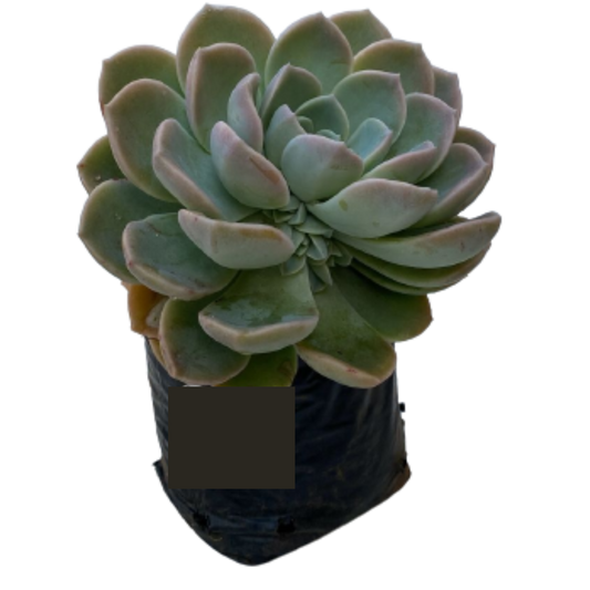 Echeveria Hybrid Various - Sizes
