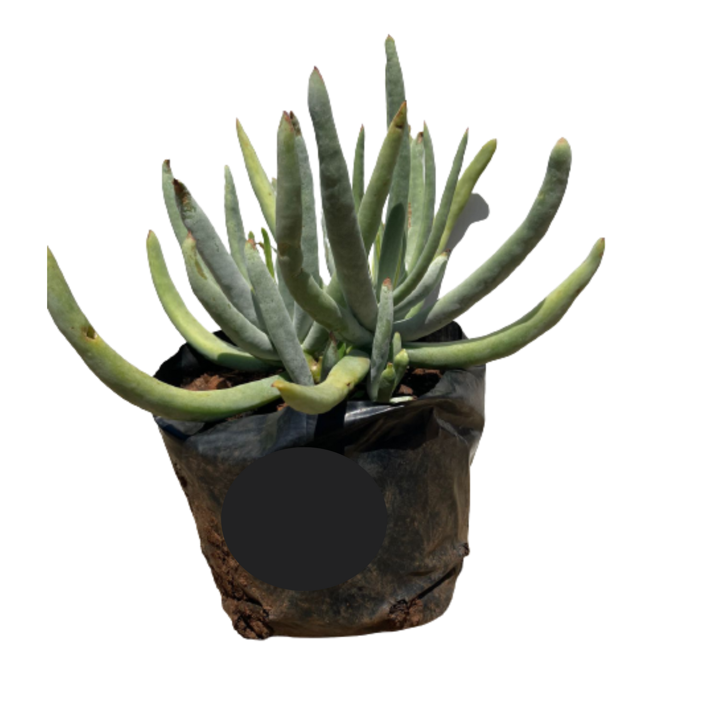 Sedum Finger Plant