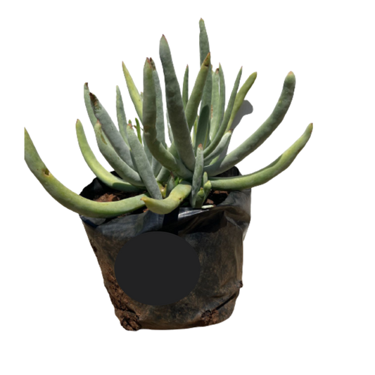 Sedum Finger Plant