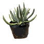 Sedum Finger Plant