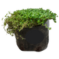 Soleirolia soleirolii (Peace in Home) 4L