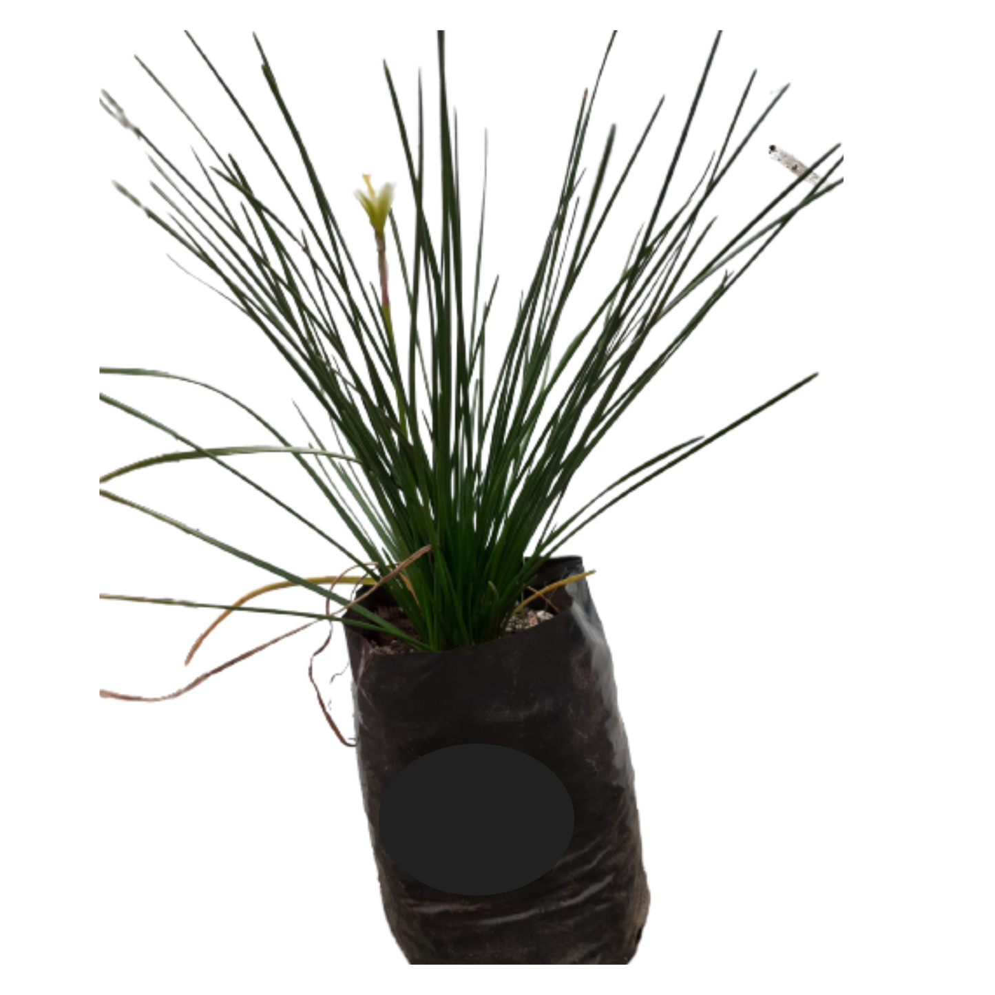 Zephyr Lily 3L (Rain Lily)