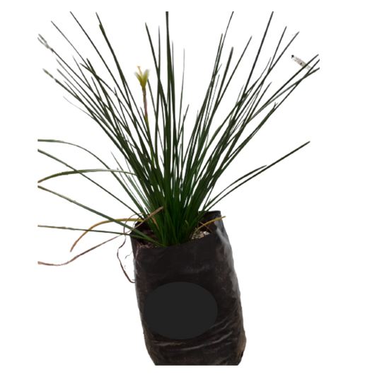 Zephyr Lily 3L (Rain Lily)