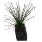Zephyr Lily 3L (Rain Lily)
