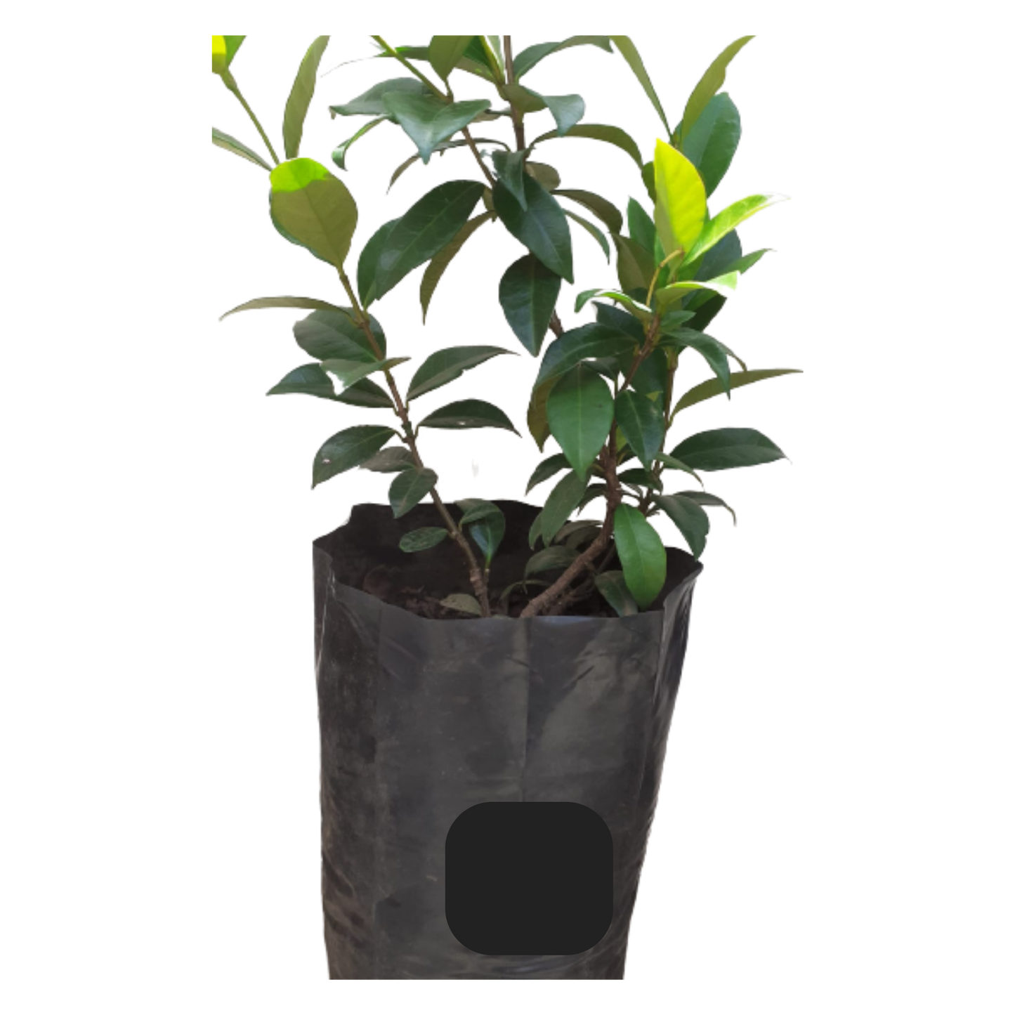 Trachelospermum Jasminoides (Star Jasmine) - 2L