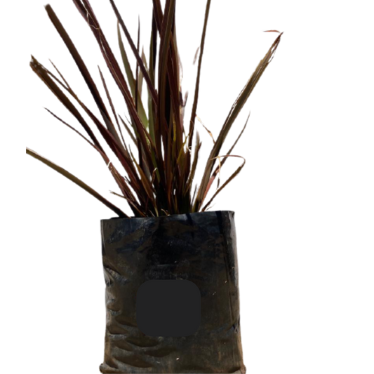 Phormium - 4L