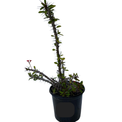 Euphorbia Milii Red 15cm