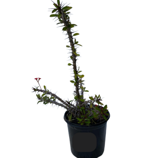 Euphorbia Milii Red 15cm