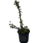 Euphorbia Milii Red 15cm