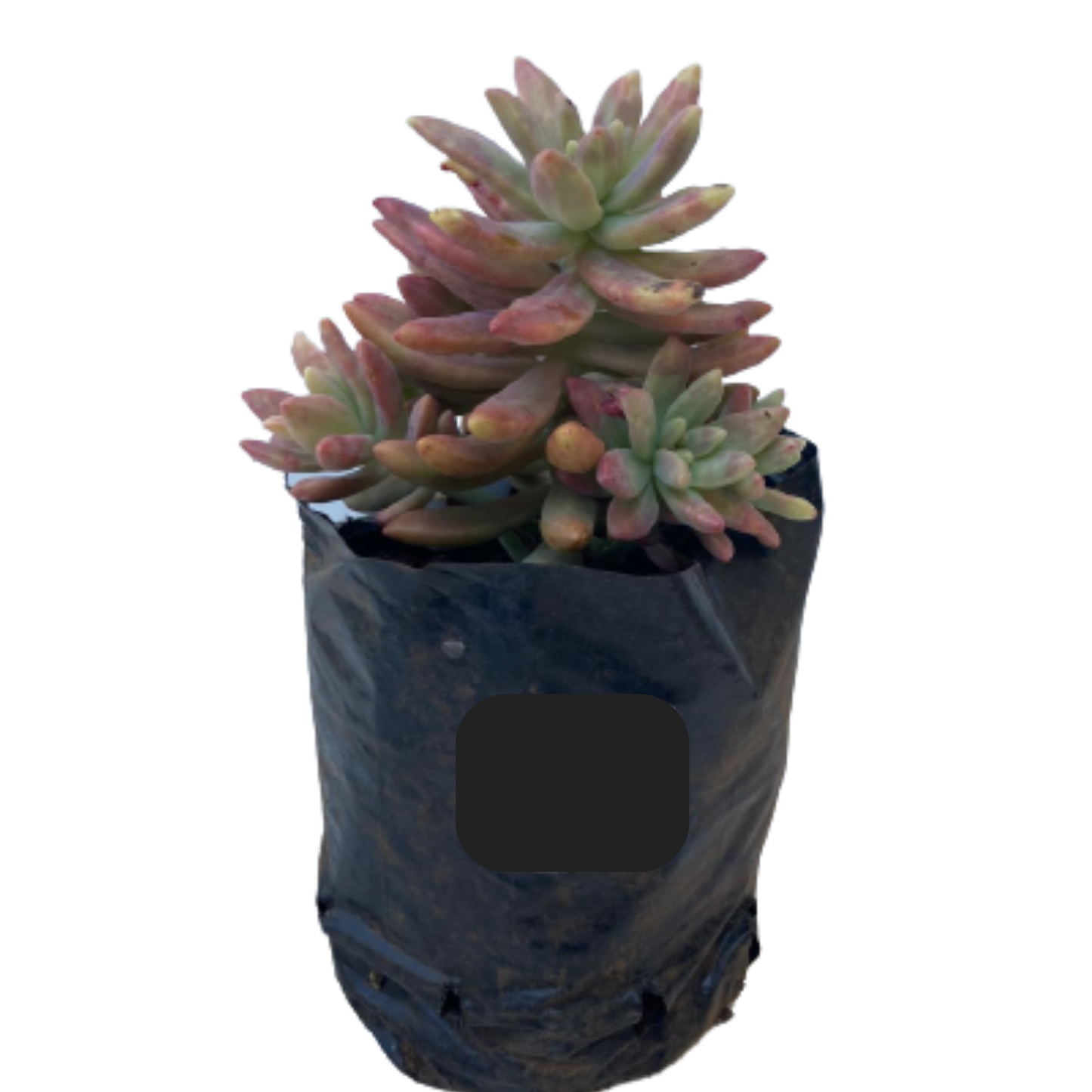 Sedum Pink