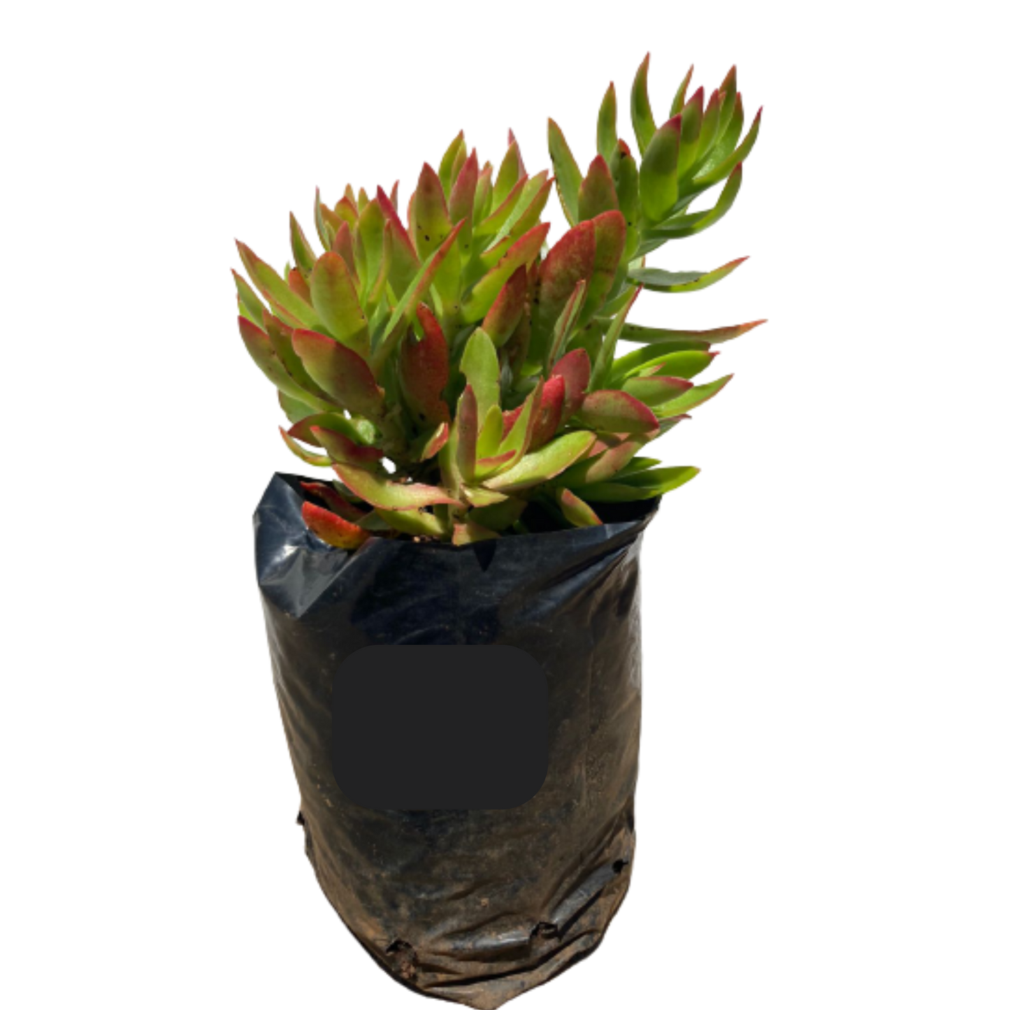Crassula Capitella Campfire - 1L