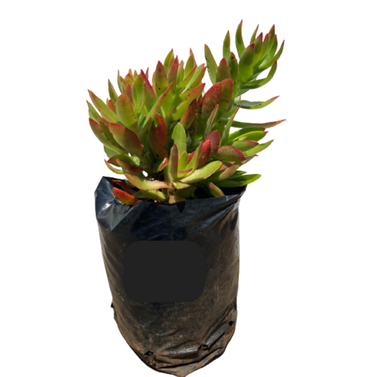 Crassula Capitella Campfire - 1L