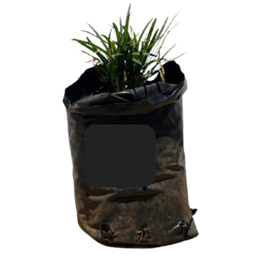 Ophiopogon Dwarf Mondo Grass - 1L