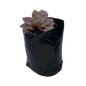 Echeveria Pink - 1L
