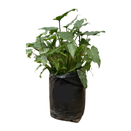 Philodendron Xanadu 10Lt