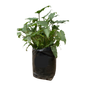 Philodendron Xanadu 10Lt