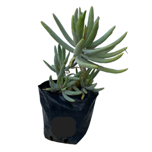 Cotyledon orbiculata Finger Succulent Grey 2,5lt