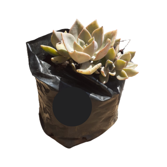 Echeveria Succulent (Rock Rose) - Various Colours 1L