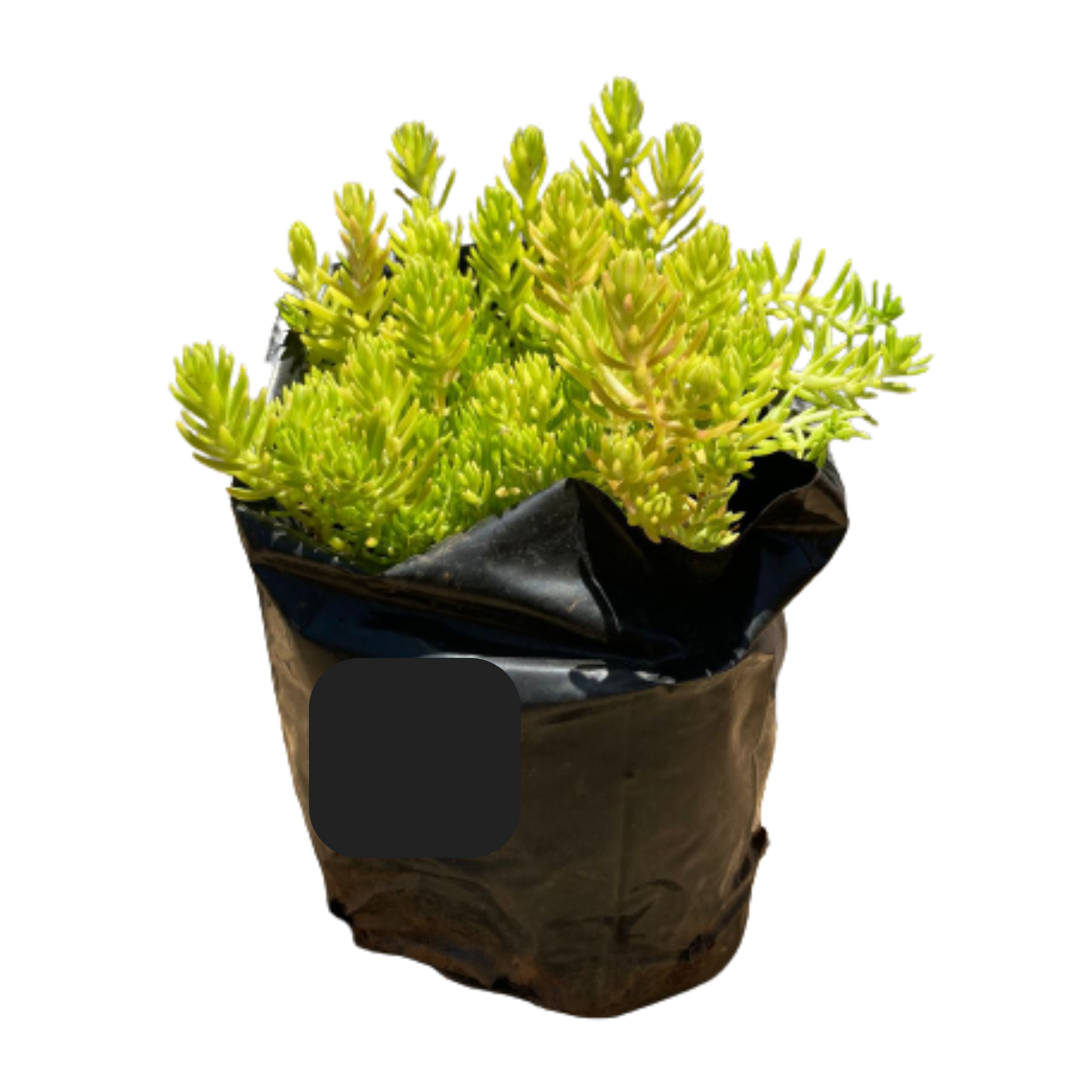 Mexican Sedum - 2.5L