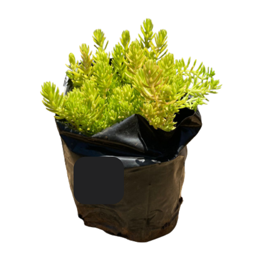 Mexican Sedum - 2.5L