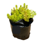 Mexican Sedum - 2.5L