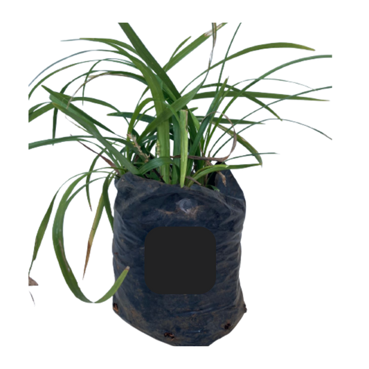 Ophiopogon Jaburan - 4L