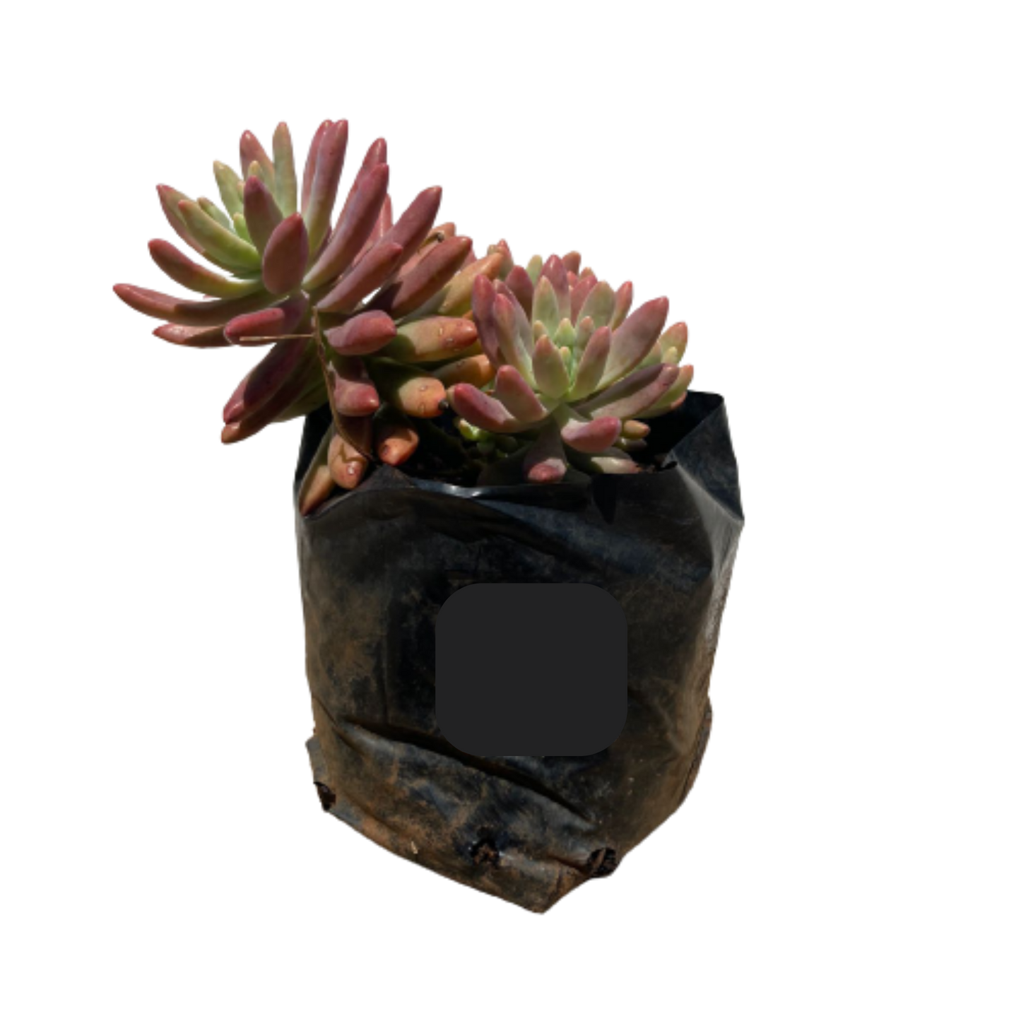 Crassula Ovata 'Pink Beauty' Various sizes