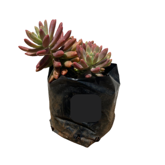 Crassula Ovata 'Pink Beauty' Various sizes