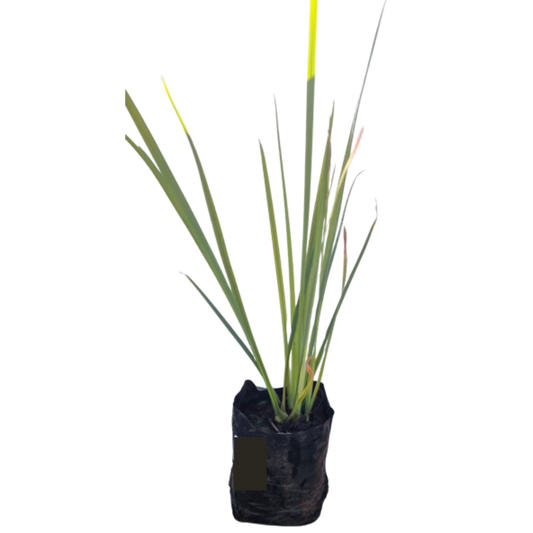 Dietes Yellow