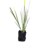 Dietes Yellow