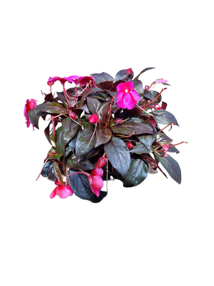 Impatiens new guinea 'Harmony' PBR 14cm