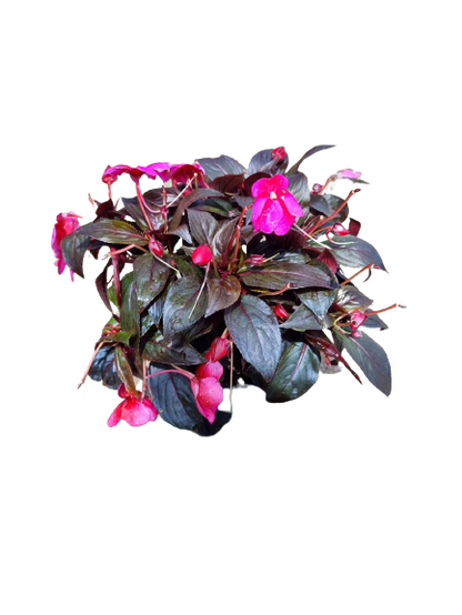 Impatiens new guinea 'Harmony' PBR 14cm