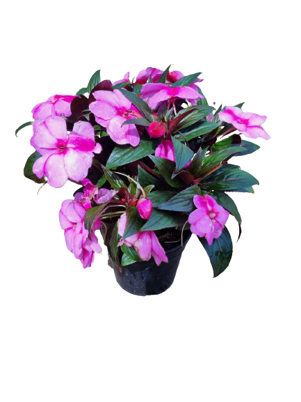 Impatiens new guinea 'Harmony' PBR 14cm