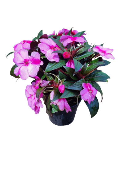 Impatiens new guinea 'Harmony' PBR 14cm