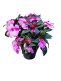Impatiens new guinea 'Harmony' PBR 14cm