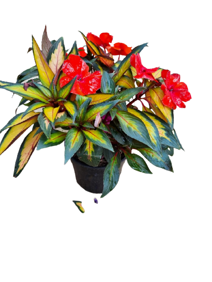 Impatiens new guinea 'Harmony' PBR 14cm