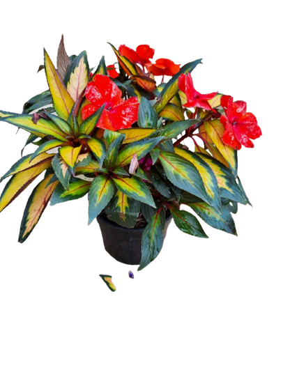 Impatiens new guinea 'Harmony' PBR 14cm