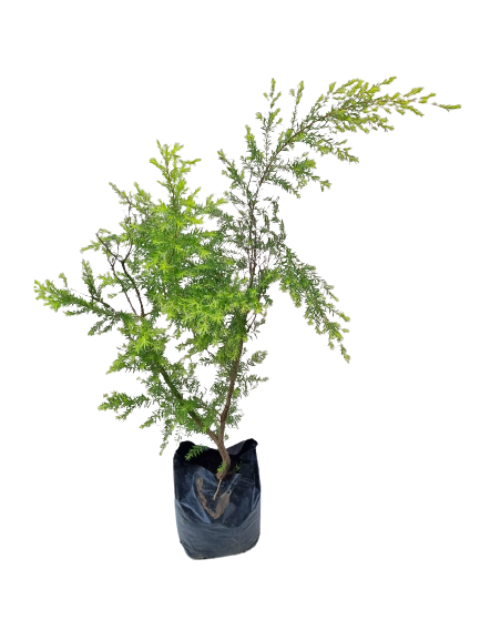 Melaleuca bracteata (Johannesburg Gold) 20L