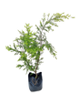 Melaleuca bracteata (Johannesburg Gold) 20L