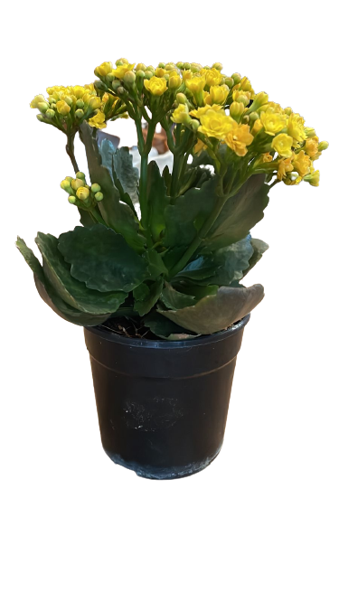 Kalanchoe bloss ' Calandiva' 12cm