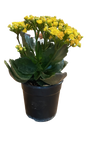 Kalanchoe bloss ' Calandiva' 12cm