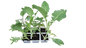 Kale Chou Moellier 6 Pack Seedling Tray