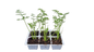 Karoo Carrots 6 Pack Seedling Tray