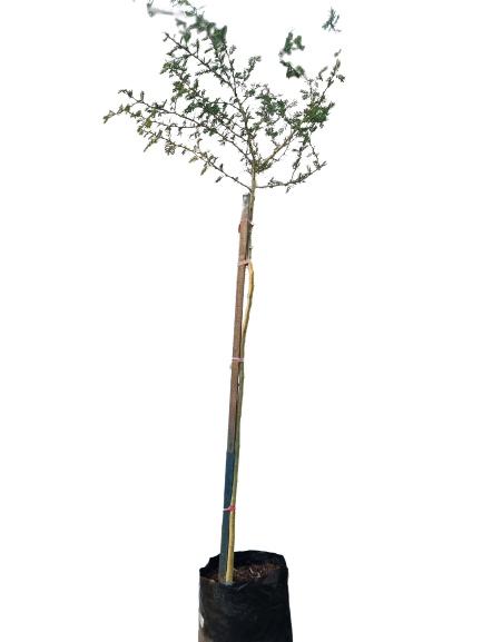 Acacia Xanthophloea (Vanchellia Xanthophloea/Koorsboom) 40L
